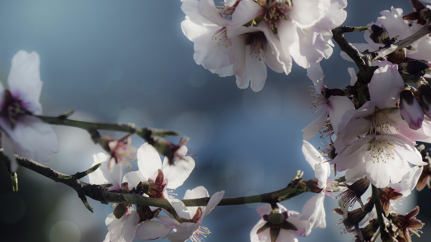 chemical and preservative free